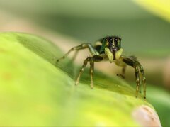 Cosmophasis thalassina