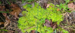 Sphagnum strictum
