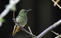 Boissonneaua flavescens