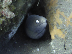 Gymnothorax thyrsoideus