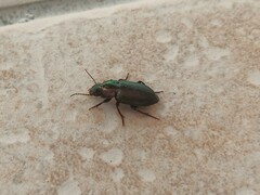 Harpalus distinguendus