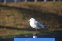 Chroicocephalus ridibundus