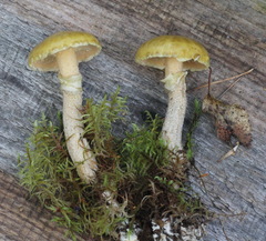 Suillus acidus