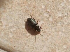 Harpalus distinguendus