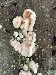 Merulius tremellosus