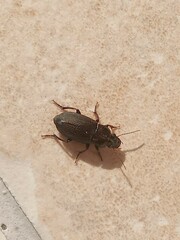 Harpalus distinguendus