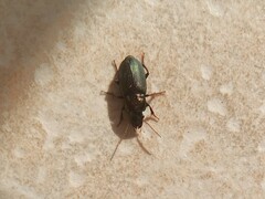 Harpalus distinguendus