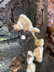 Merulius tremellosus