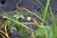 Ranunculus circinatus