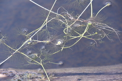 Ranunculus circinatus
