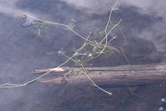 Ranunculus circinatus