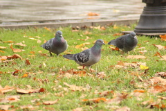 Columba livia domestica
