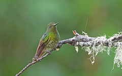 Boissonneaua flavescens