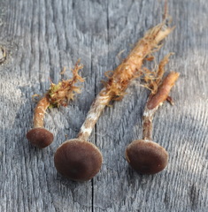 Cortinarius flos-paludis