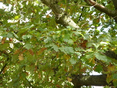 Quercus robur