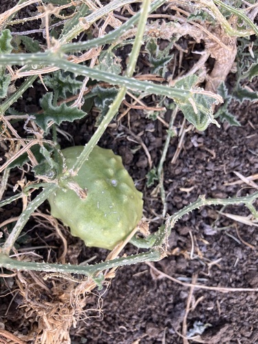 Cucumis aculeatus (Cucumis aculeatus)