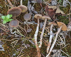 Cortinarius flos-paludis