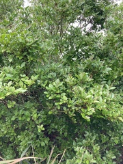 Ligustrum ovalifolium