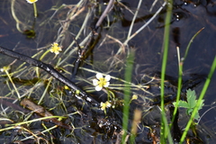 Ranunculus circinatus