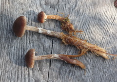 Cortinarius flos-paludis