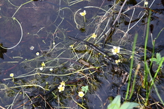 Ranunculus circinatus