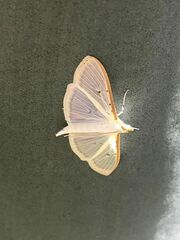 Palpita nigropunctalis