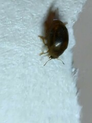 Rhyzobius chrysomeloides