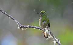 Boissonneaua flavescens