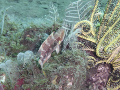 Oxycheilinus bimaculatus