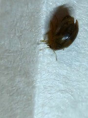 Rhyzobius chrysomeloides