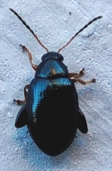 Chrysomelidae