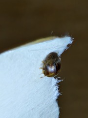 Rhyzobius chrysomeloides