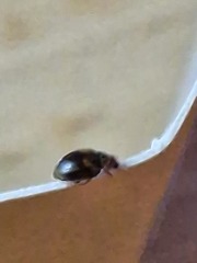 Rhyzobius chrysomeloides