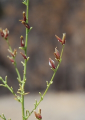 Cordylanthus nevinii