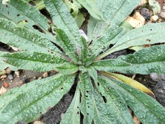 Echium vulgare