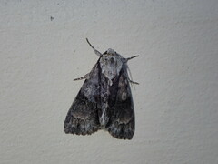 Acronicta alni