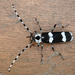 Banded Alder Borer - Photo (c) dL thompson, some rights reserved (CC BY-NC-ND), uploaded by dL thompson
