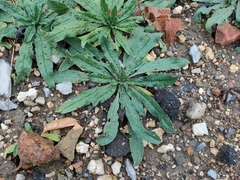 Echium vulgare