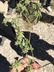 Croton monanthogynus