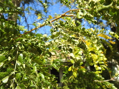 Blepharidopterus chlorionis