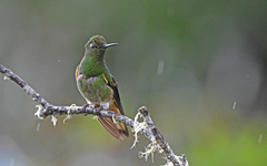 Boissonneaua flavescens