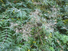 Heracleum sphondylium