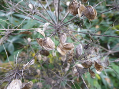 Heracleum sphondylium