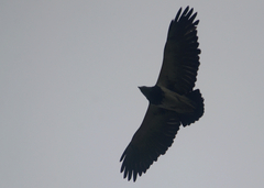 Geranoaetus melanoleucus