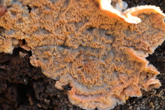 Merulius tremellosus