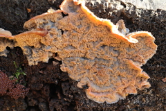 Merulius tremellosus