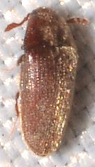 Throscidae
