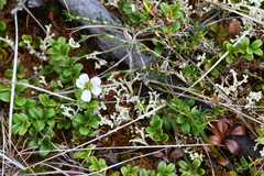 Cherleria arctica