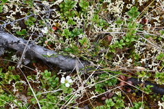 Cherleria arctica