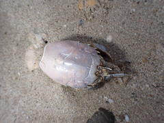 Blepharipoda occidentalis